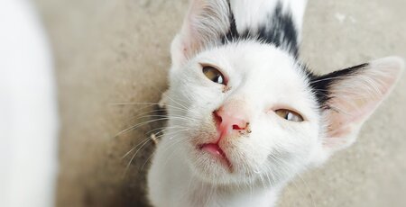 Katze mit verkrusteten Augen und Nase guckt in die Kamera
