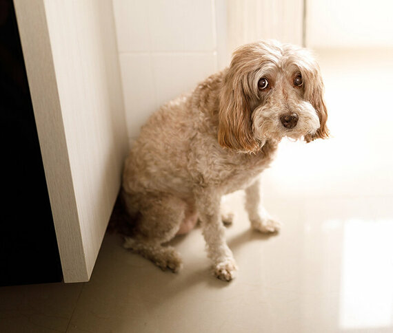 Hund sitzt in der Ecke und schaut traurig