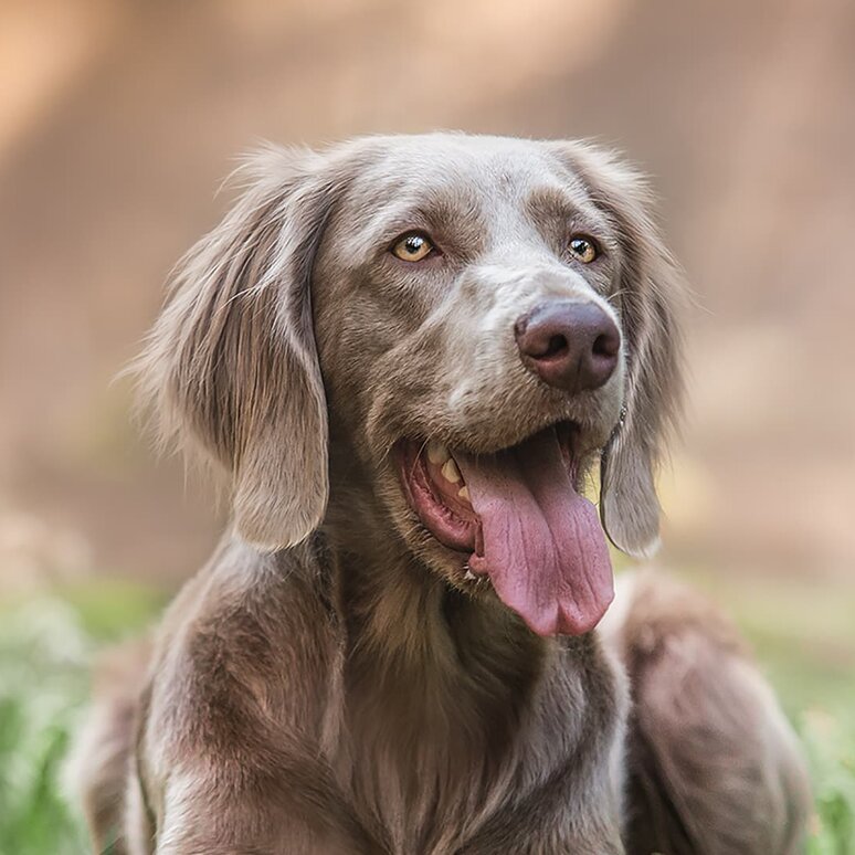 Weimaraner