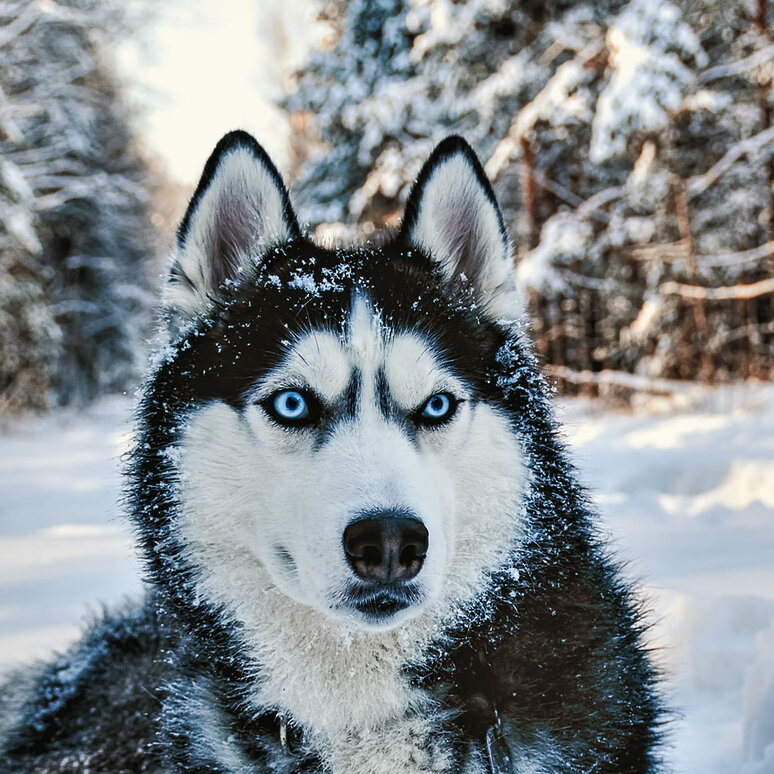 Siberian Husky