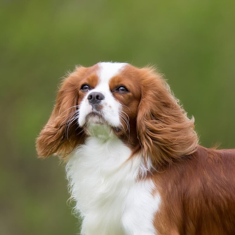 Cavalier King Charles Spaniel