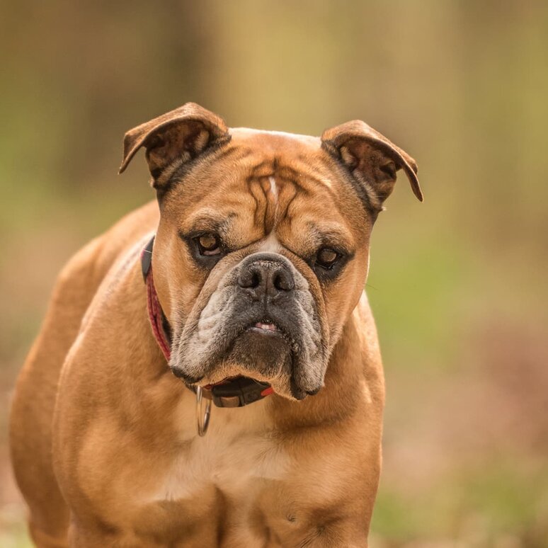 Continental Bulldog