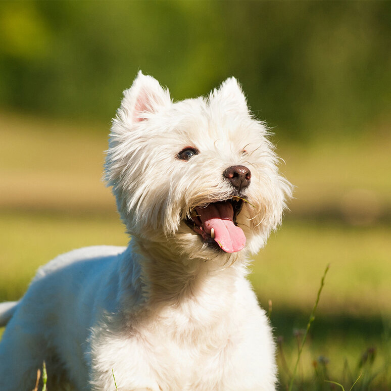 West Highland White Terrier