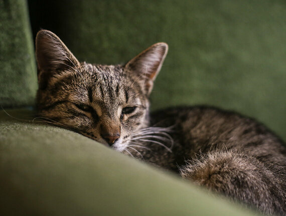 Ursachen für Bauchspeicheldrüsenentzündung Ursachen für Bauchspeicheldrüsenentzündung