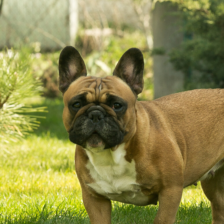 Französische Bulldogge