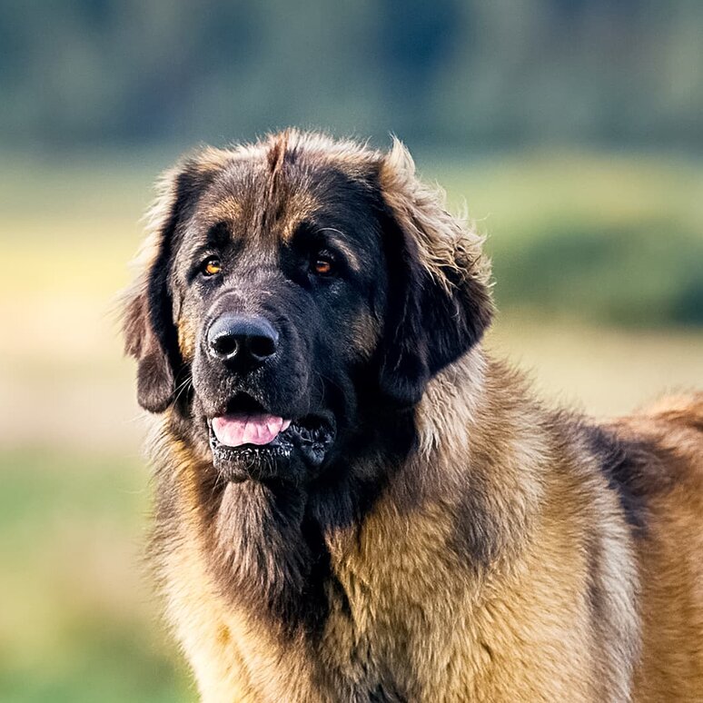 Leonberger