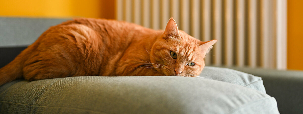Katze leidet an Lebererkrankung orange Katze liegt auf einem Kissen