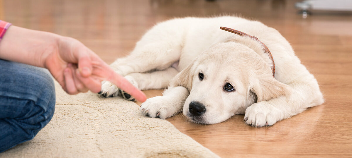 Junger Hund liegt auf dem Boden und guckt auf die Hand von Frauchen