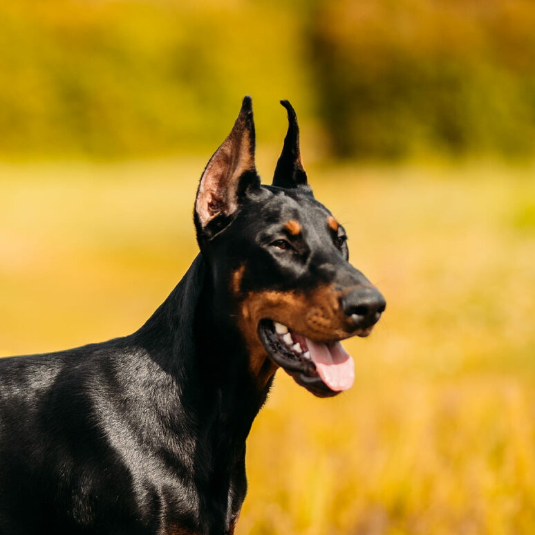 Dobermann