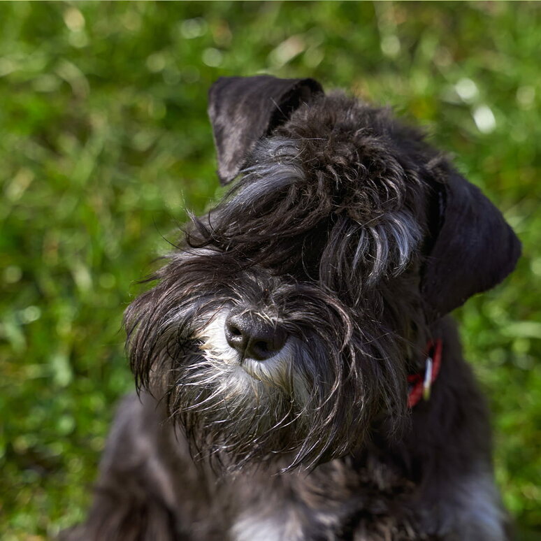 Zwergschnauzer