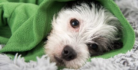 Hund liegt eingekuschelt in eine grüne Decke auf dem Teppich