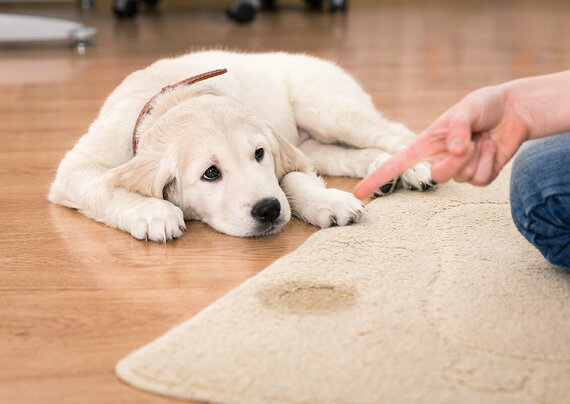 Symptome einer Zystitis beim Hund
