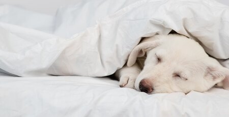 Welpe liegt im Bett unter der Decke und schläft