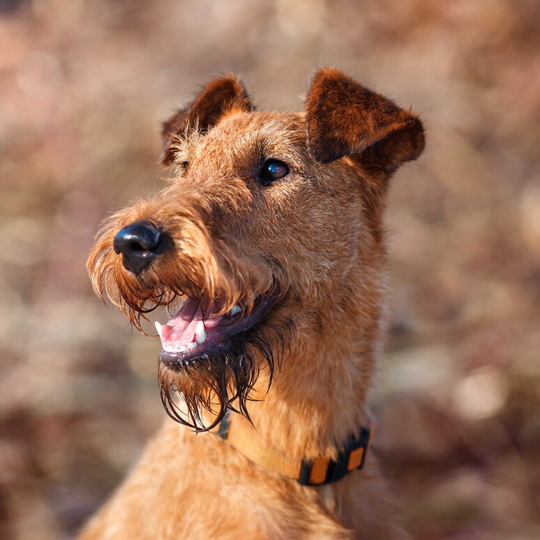 Irish Terrier