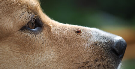 Zeckenbefall beim Hund