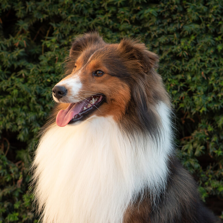Shetland Sheepdog