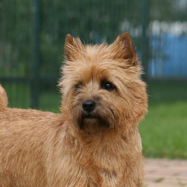 Cairn Terrier