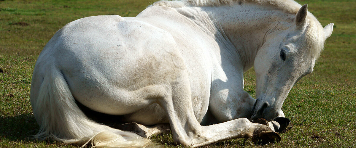 Prognose für Hufrehe beim Pferd Weißes Pferd liegt auf der Wiese und knabbert an seinen Hufen