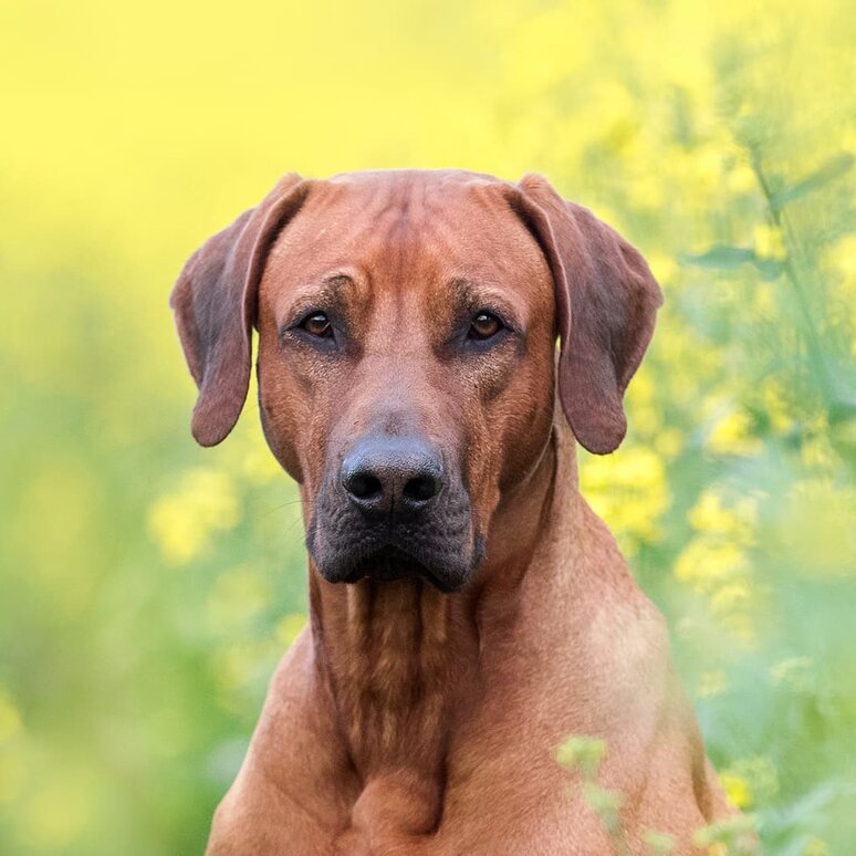 Rhodesian Ridgeback