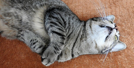 Graue Katze rollt sich auf dem Boden