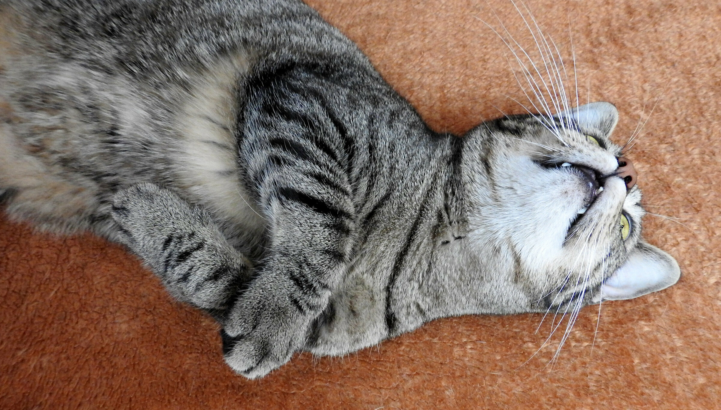 Graue Katze rollt sich auf dem Boden