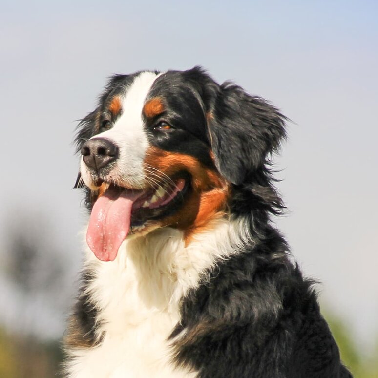 Berner Sennenhund