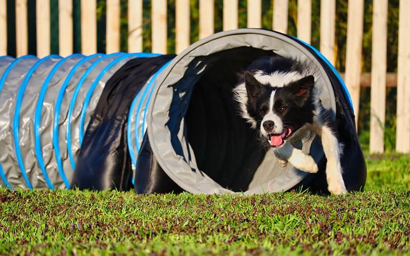 Border Collie rennt durch einen Spieltunnel