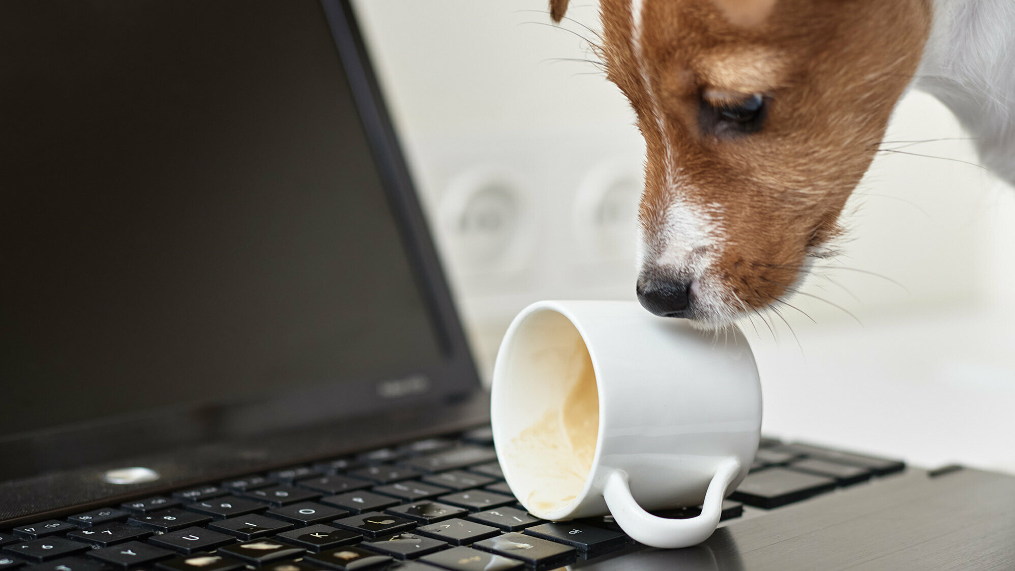 Hund verschüttet Kaffeetasse über Laptop