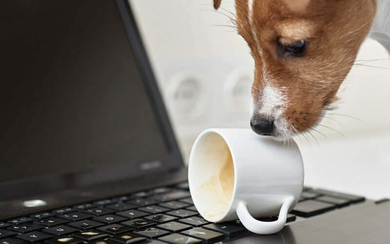 Hund verschüttet Kaffeetasse über Laptop