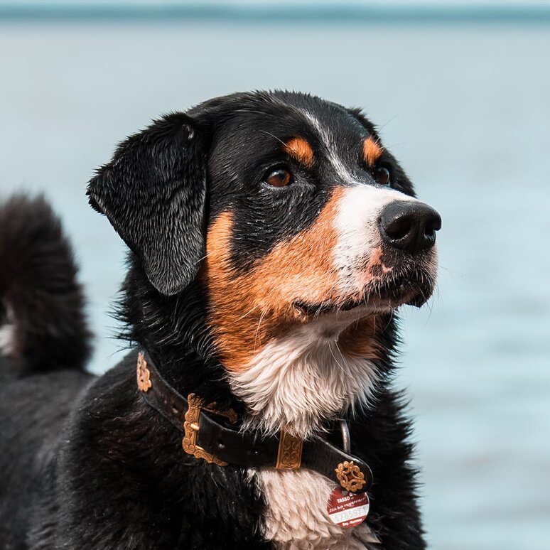 Appenzeller Sennenhund