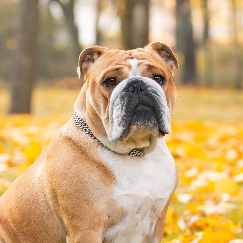 Englische Bulldogge