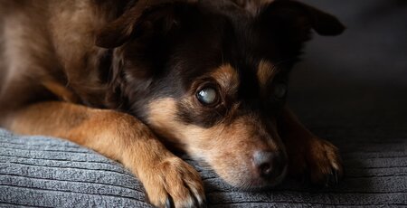 Blinder Hund liegt auf einer grauen Decke