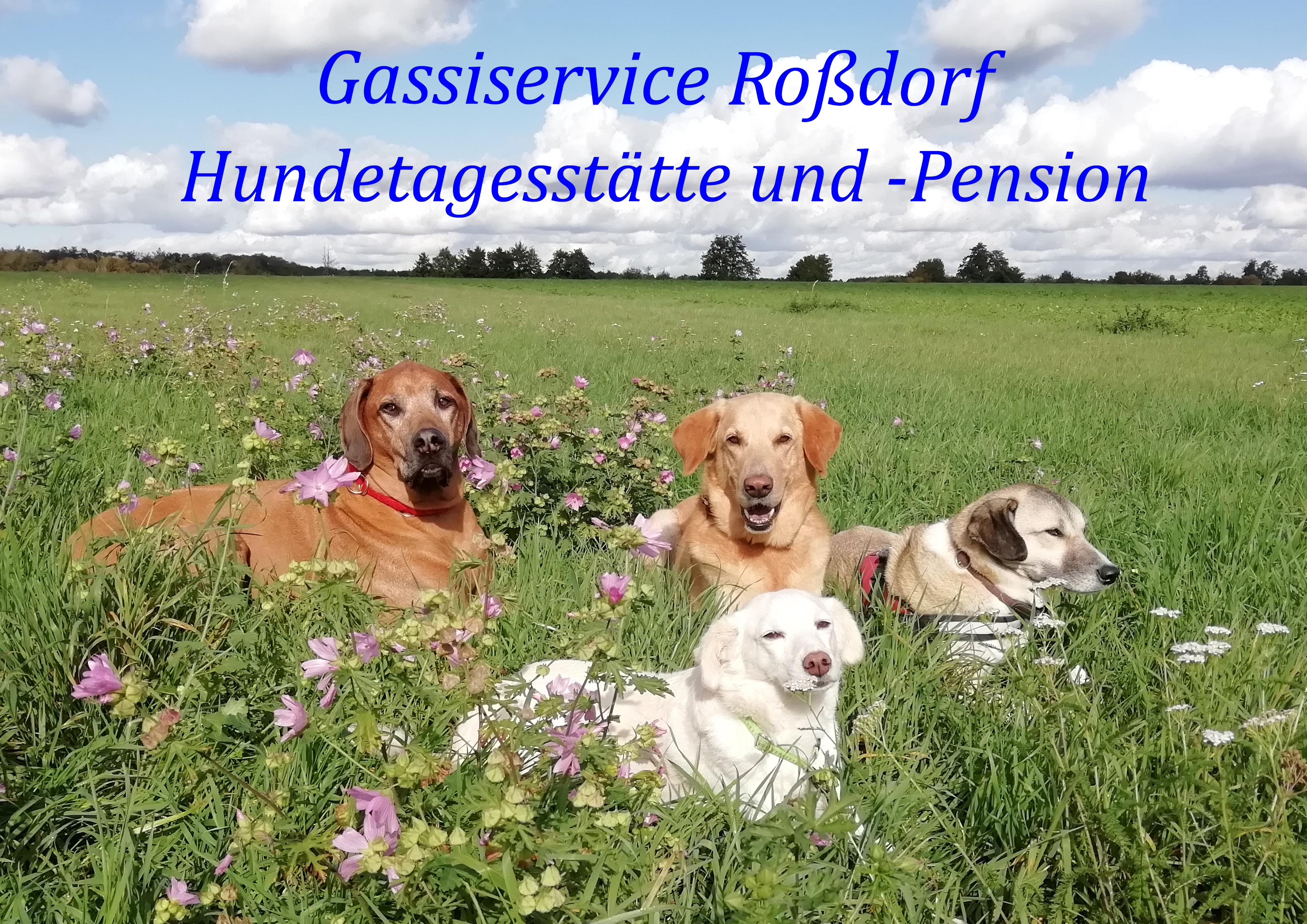 Gassiservice Roßdorf