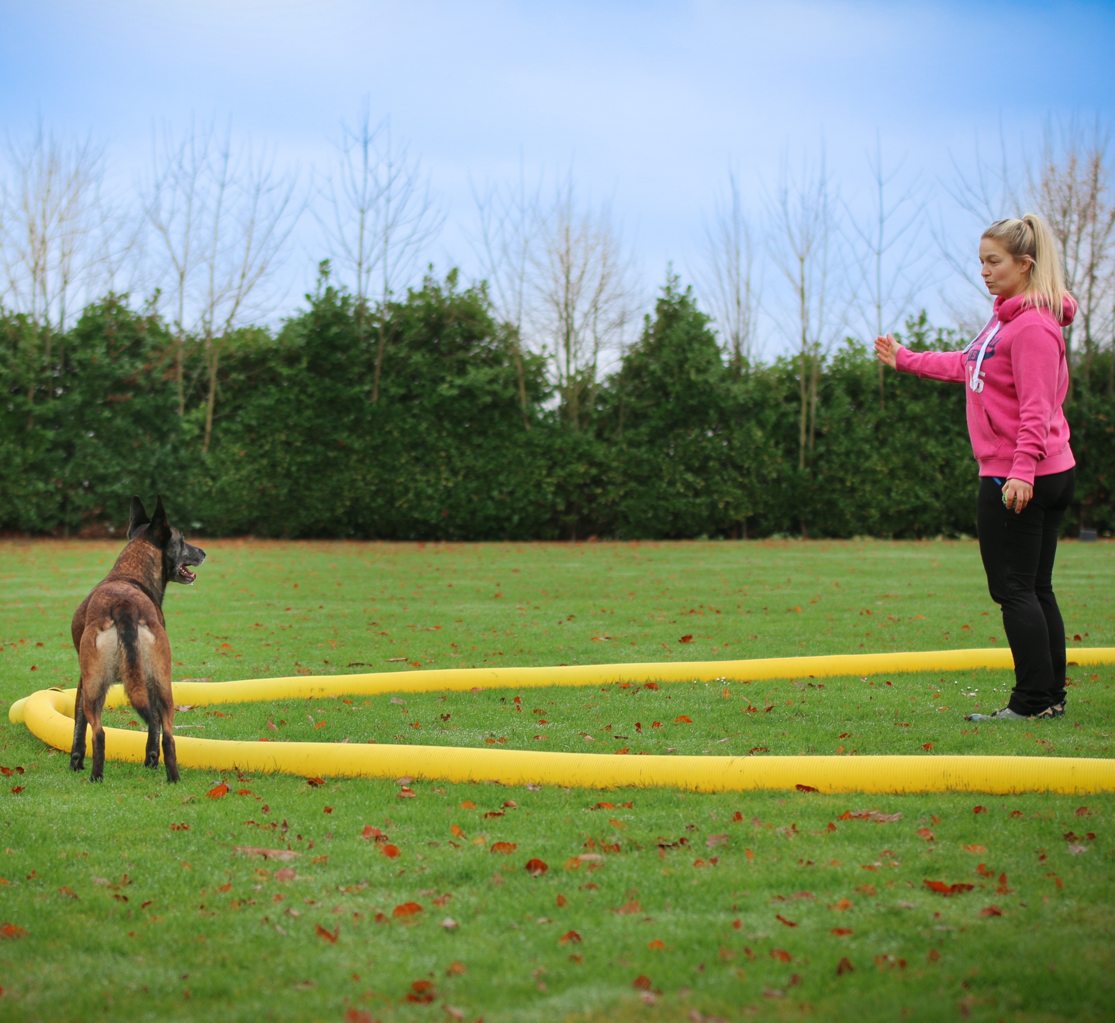 Mieze's Hundeschule