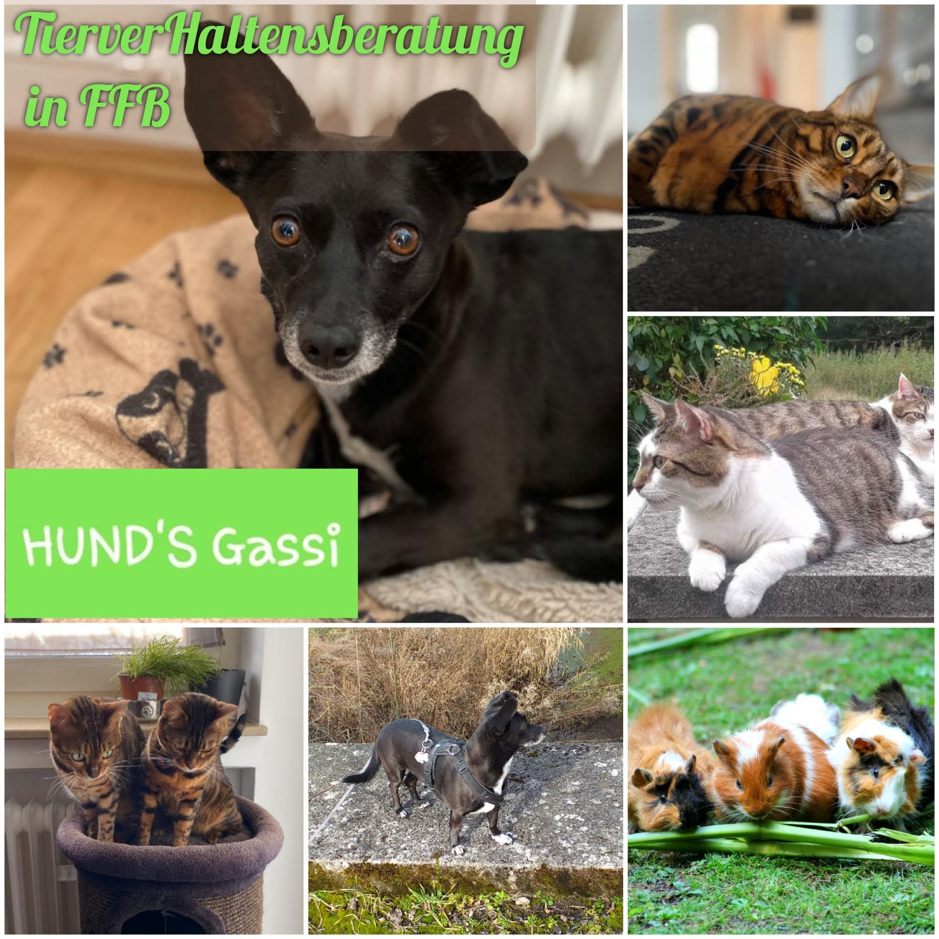 TierverHaltensberatung in FFB + Hund's Gassi