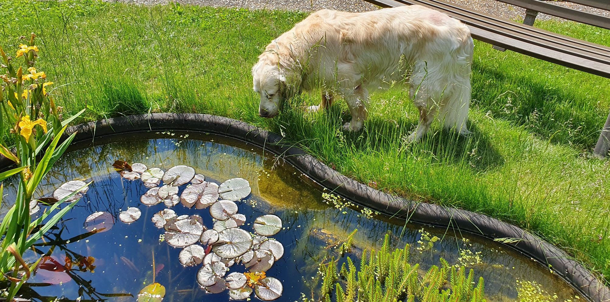 Naturheilkunde für Tiere