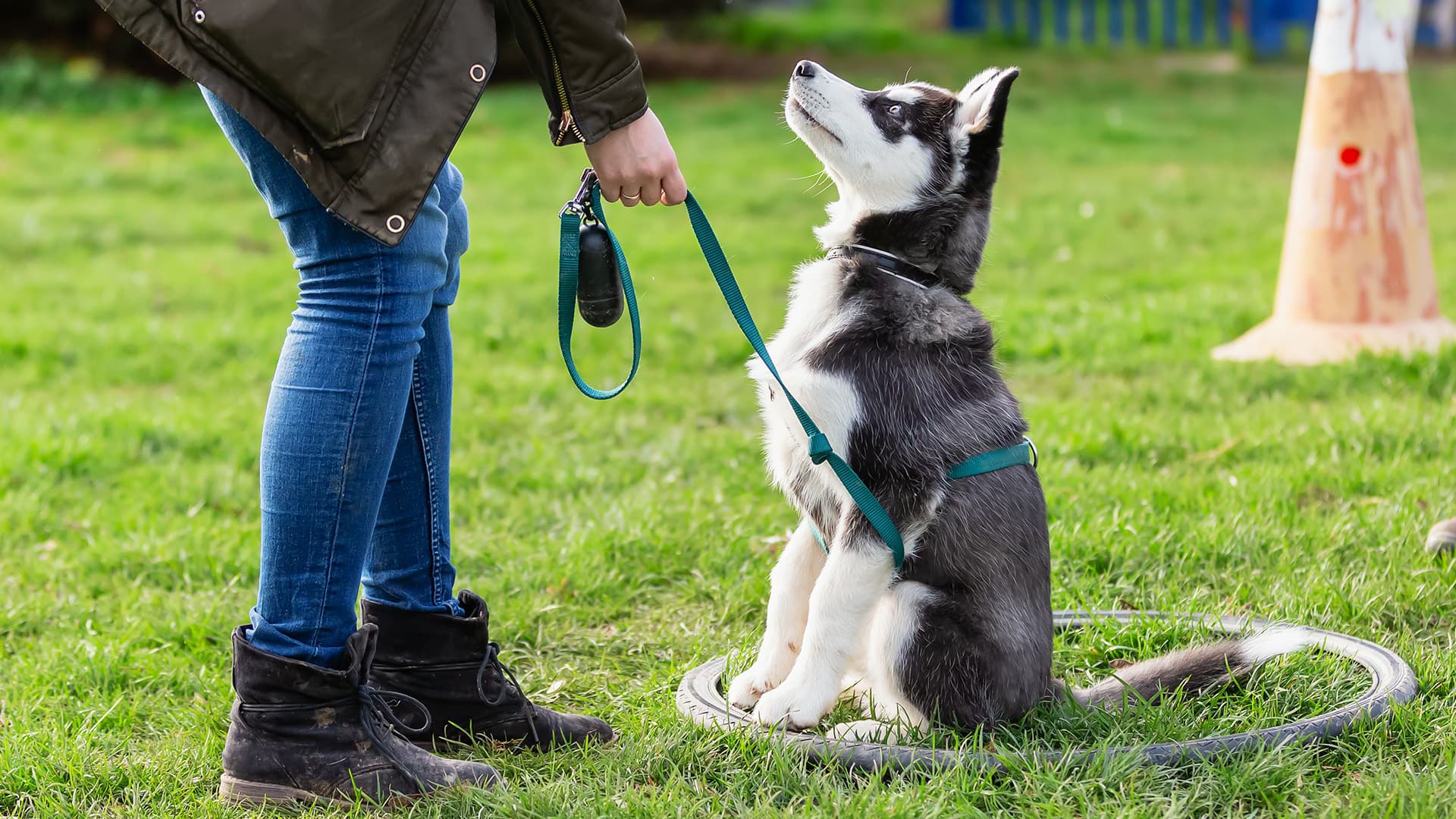 Haftpflicht Hundeschule