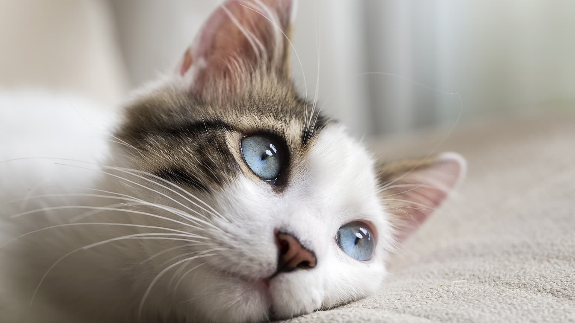 Katze Zähneknirschen Beim Fressen