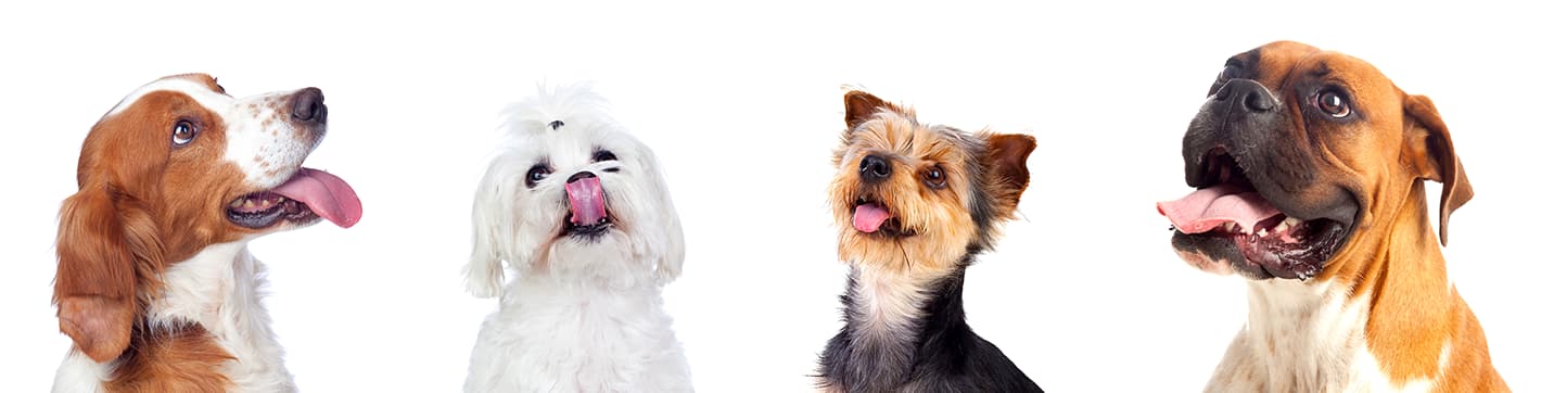 Hunde gucken fröhlich nach oben