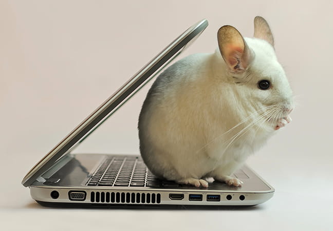 Kleintier sitzt auf Laptop