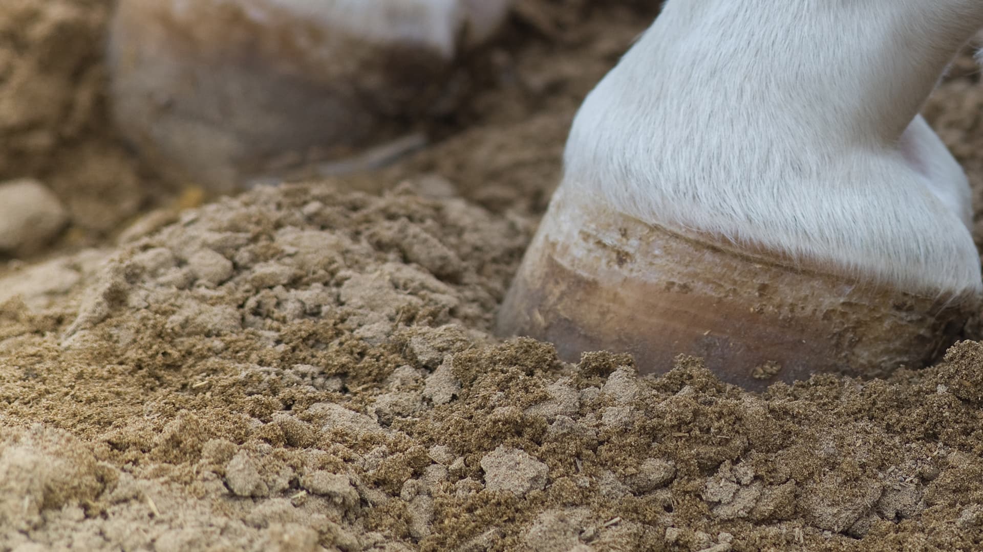 Haftpflicht - Versicherung für Huforthopäden Hufen im Sand - Behandlung durch Huforthopäden