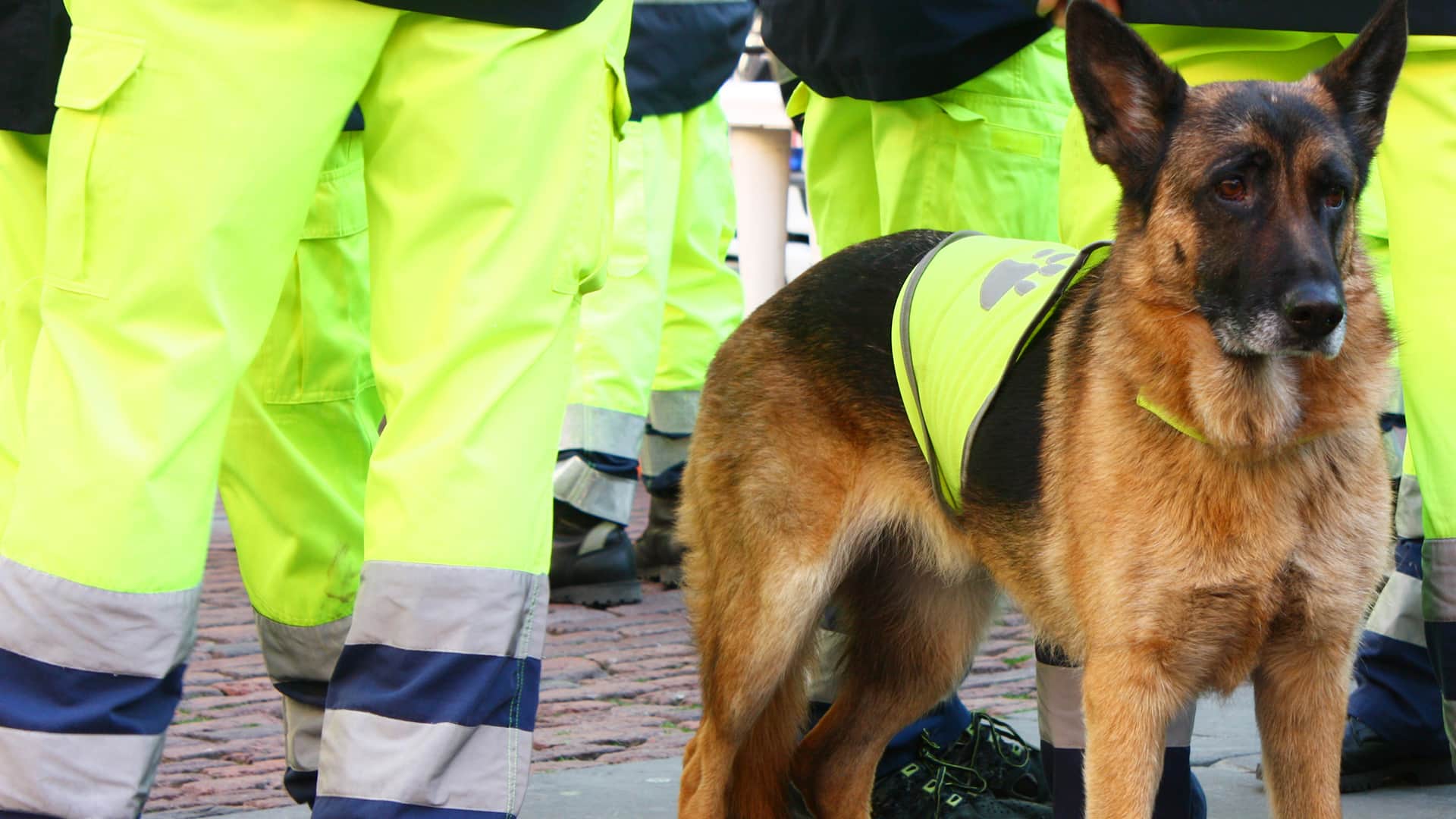 Hund in Rettungshundestaffel