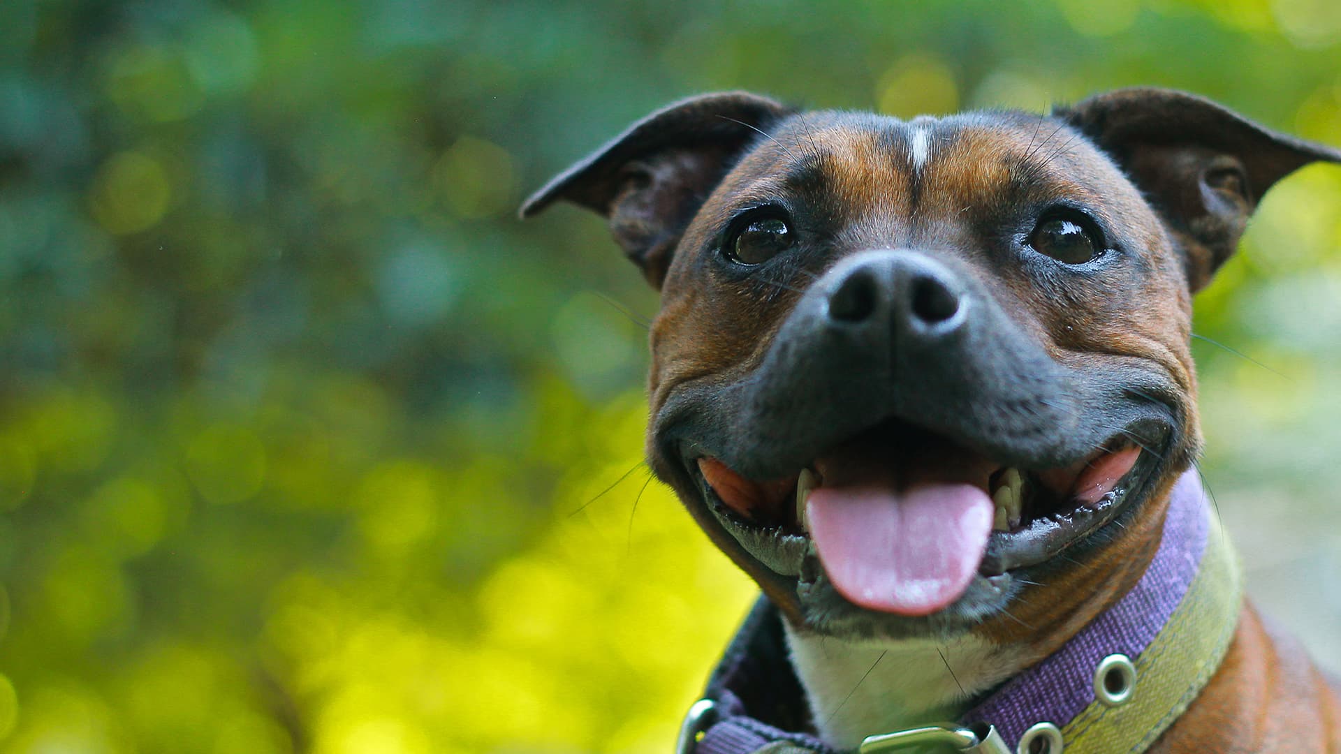 Hundehaftpflicht für Listenhunde und Kampfhunde Süßer American Staffordshire Terrier grinst in die Kamera.