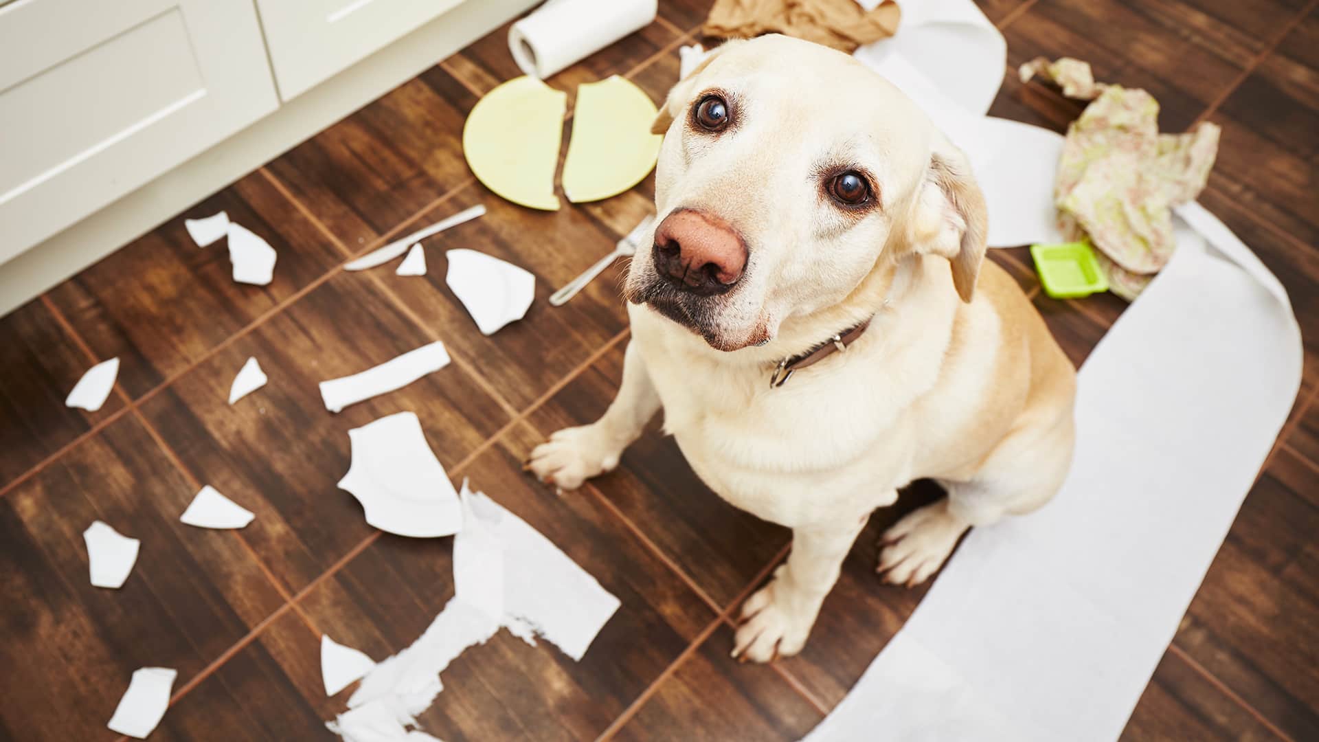 Hundehaftpflicht - die wichtigste Hundeversicherung Typischer Schadensfall in der Hundehaftpflicht. Hund sitzt im Chaos!