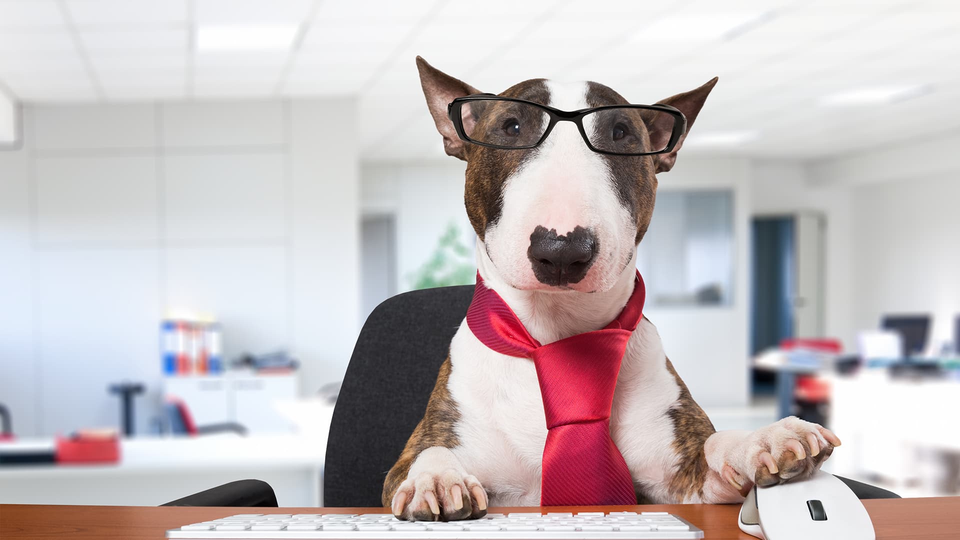 Hund sitzt an einem Schreibtisch und arbeitet