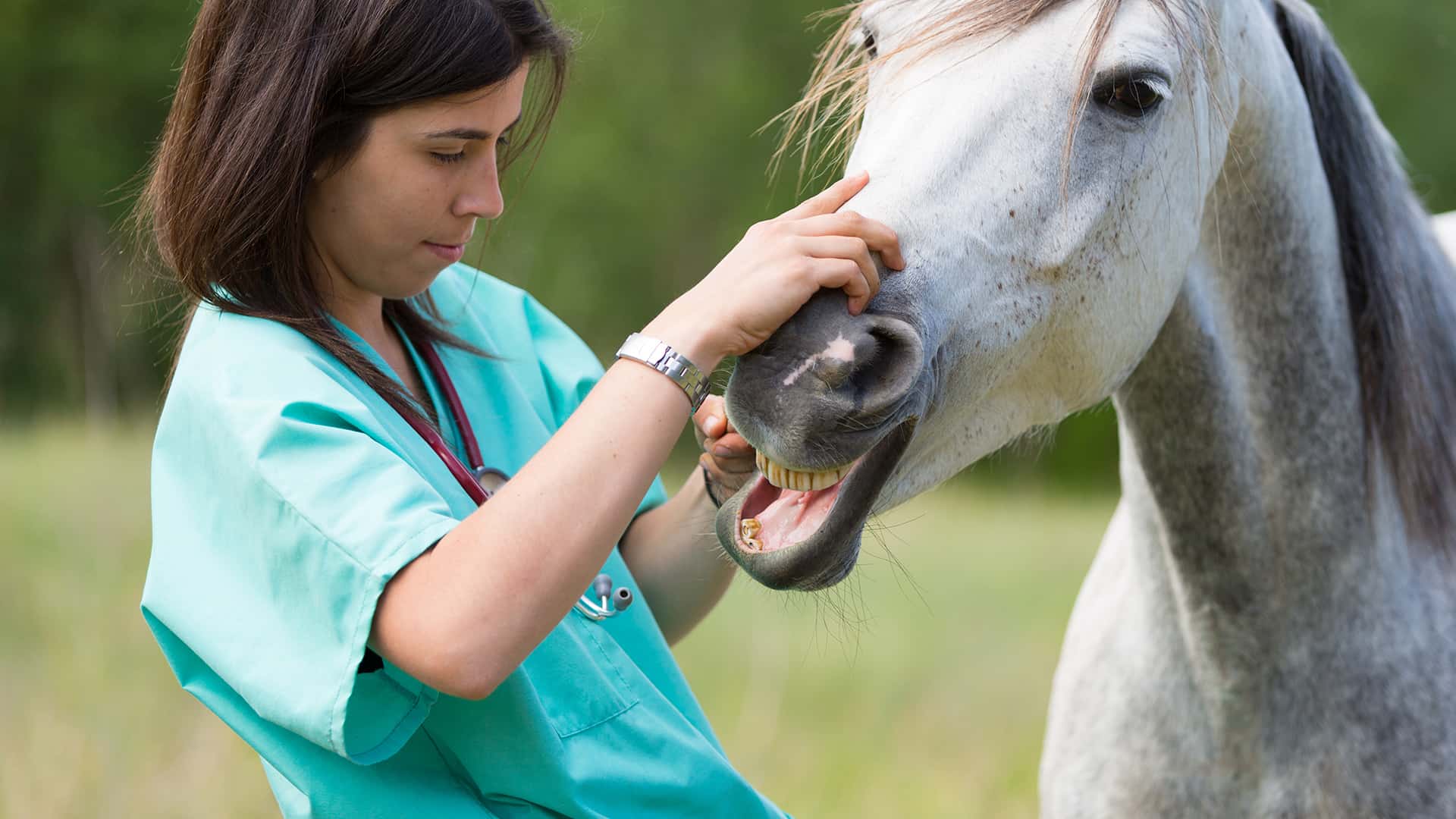 Pferdekrankenversicherung - immer das Beste für Dein Pferd Tierarzt untersucht das Pferd auf der Weide und schaut sich das Gebiss an