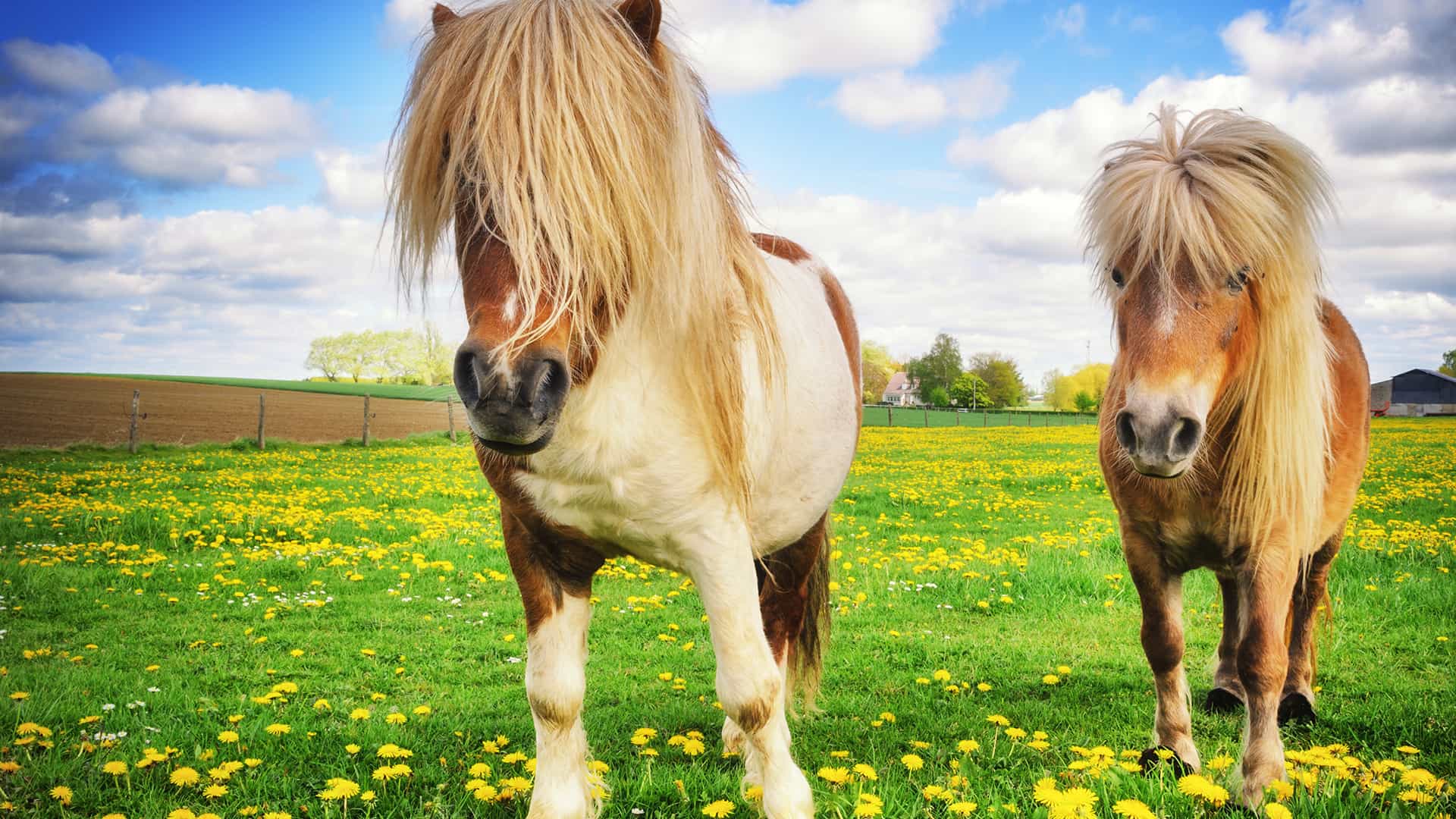 Ponyhaftpflicht - wichtigste Pferdeversicherung Zwei kleine Shetlandponys stehen auf der Weide