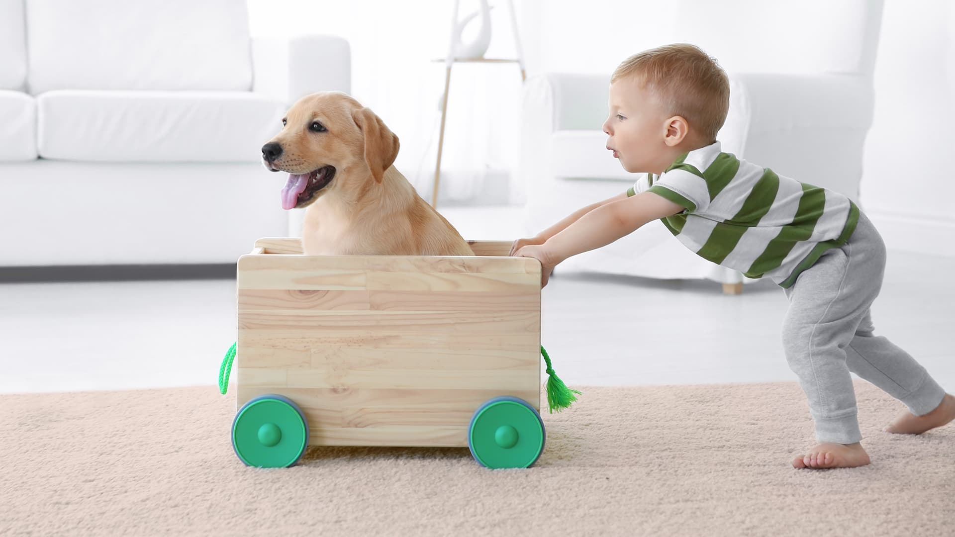 Privathaftpflicht - Versicherung für Tierhalter Kleines Kind schiebt Hund in einer Kiste mit Rollen durch die Wohnung