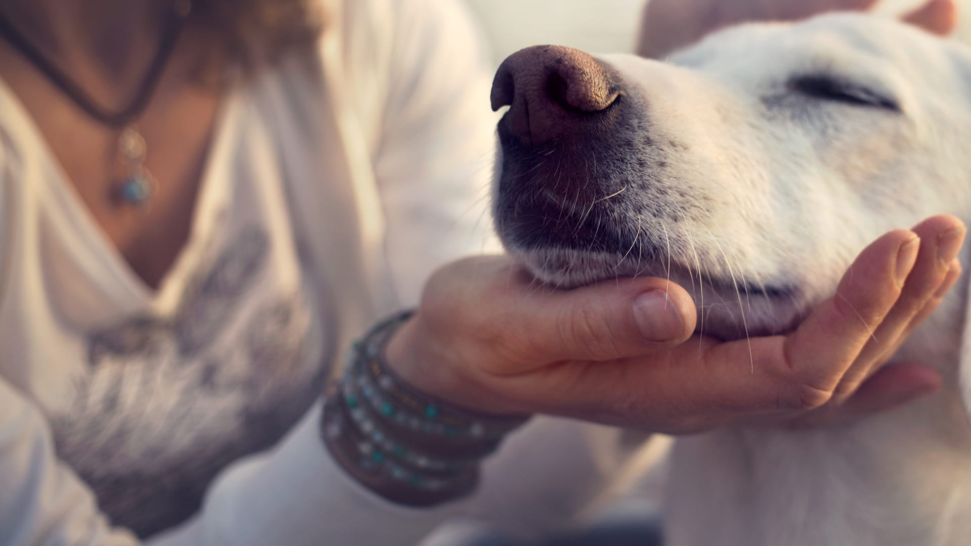Haftpflicht - Versicherung für Tierheilpraktiker Hund legt seine Schnauze in die offene Hand eines Menschen und genießt die Situation