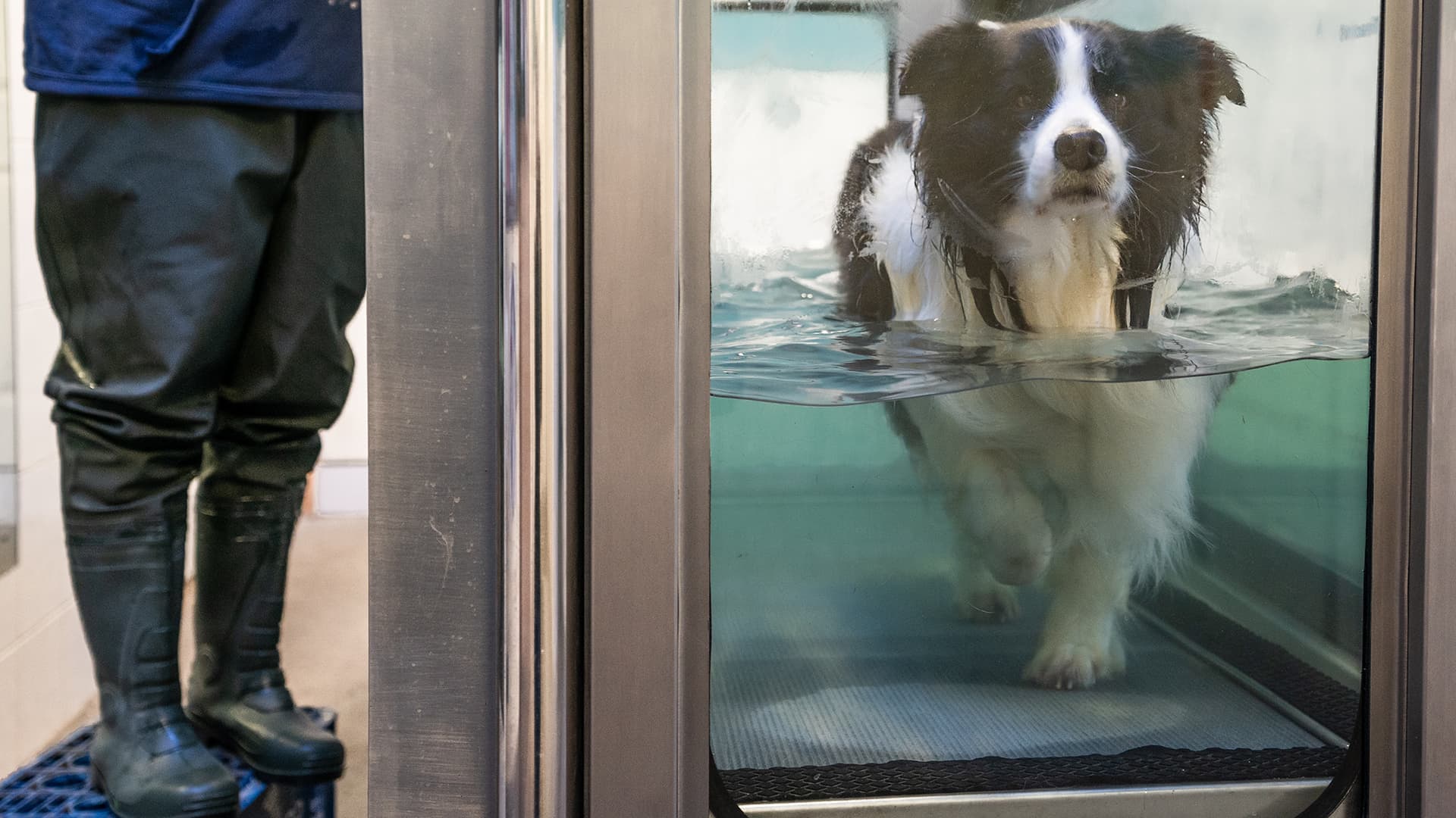 Haftpflicht - Versicherung für Tierphysiotherapeuten ein Hund auf einem Unterwasserlaufband bei der Hundephysiotherapie